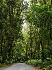 New Zealand jungle