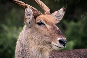 A closeup portrait of a male Waterbuck (kobeus ellipsiprymnus) in the Kruger National Park, a South African game reserve