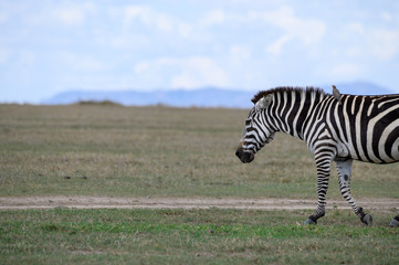 Fototapeta na wymiar zebra with oxpecker