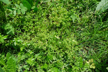 Green background