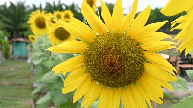 Yellow sunflower in the garden in holiday 4K footage