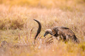 A lone white-backed vulture scavenging on carcass in the grass at the Kruger National Park, a game reserve in South Africa