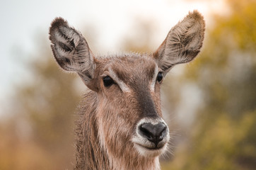 A closeup portrait of a female waterbuck (kobus ellipsiprymnus) in the Kruger National Park, South Africa.