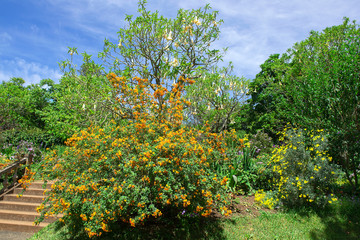 Beautiful flower in Madeira, Portugal