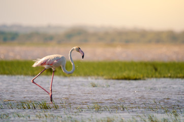 A greater flamingo (phoenicopterus roseus) perfectly posed standing upright in shallow waters in Isimangaliso Wetlands park, St. Lucia, South Africa.