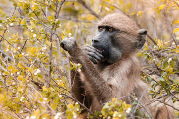 A Cape Baboon (Papio Ursinus) picks at bushy leaves in the Kruger National Park, South Africa.