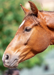 Fototapeta premium Close-up brown Head of Horse in a Park 