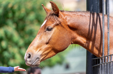 Close-up Arm of Child and brown Head of Horse in a Park