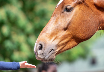 Close-up Arm of Child and brown Head of Horse in a Park