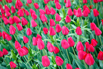 Flower bed with lot of red tulips.