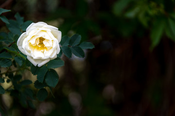 White Wild Rose in Bloom in Spring