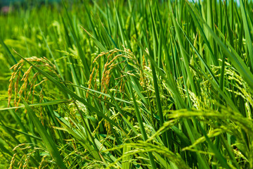 Yellow paddy rice on rice plantation field
