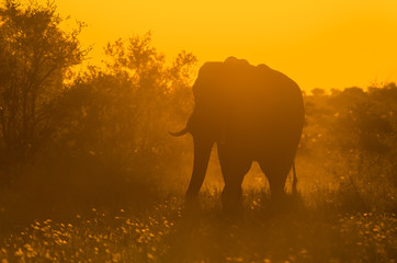 Fototapeta na wymiar A large, lone, African elephant (loxodonta africana) backlit in shades of golden yellow in the African bush at sunset. Kruger National Park game reserve, South Africa.