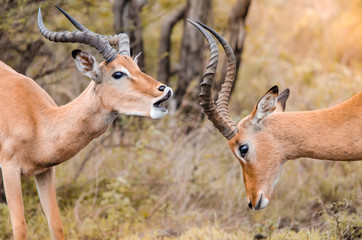 A pair of male impala (aepyceros melampus) playfully fighting one another in the Kruger national...
