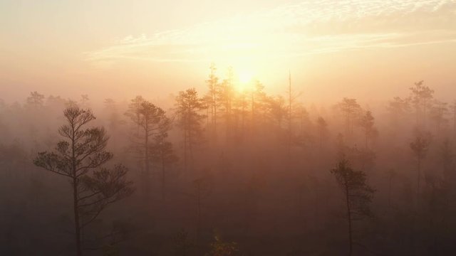 Aerial drone shot of raised bog forest in thick fog during sunrise