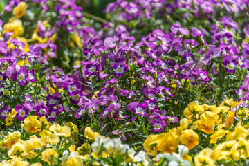 Obraz premium Small Ground Cover Pansies in Purple, Yellow and White in Springtime