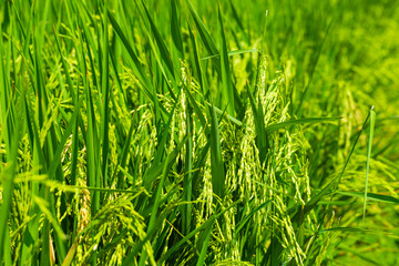 Yellow paddy rice on rice plantation field