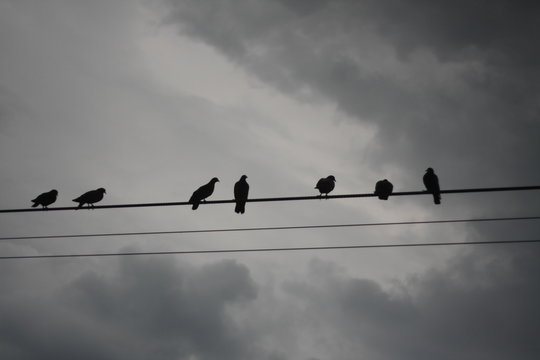 Birds On A Wire