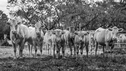 Cattle Call