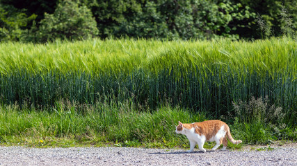 Landleben-rotweiße Katze schlendert am Getreideacker entlang