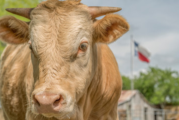 Cows Curious
