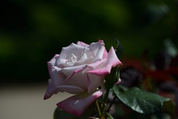 Fototapeta na wymiar バラの花