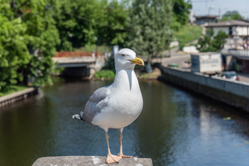 Closeup Portrait of a Seagull on a Sunny Day