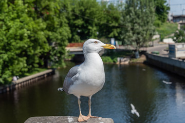 Closeup Portrait of a Seagull on a Sunny Day