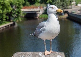 Closeup Portrait of a Seagull on a Sunny Day