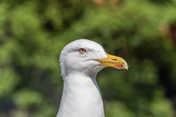 Closeup Portrait of a Seagull on a Sunny Day
