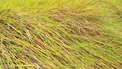 Alang-alang, Blady grass , Cogongrass, Japanese blood grass, Kunai grass, Alang, Thatch grass ,Nature as a background. 