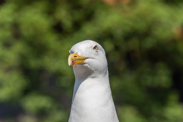 Closeup Portrait of a Seagull on a Sunny Day