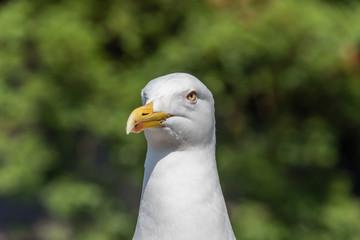 Closeup Portrait of a Seagull on a Sunny Day