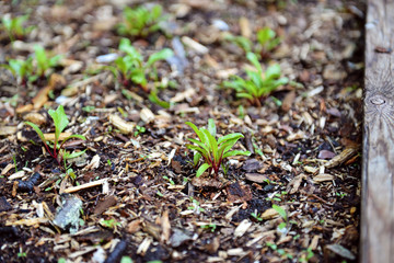 Germinating beet sprouts