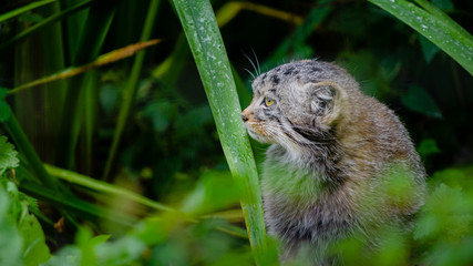 A Pallas's cat (Otocolobus manul), also called manul, hides within a dense undergrowth of nettles and weeds.
