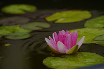 Seerose in Wasser pink weiß mit Blättern