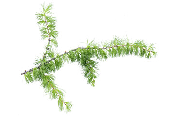 Green larch tree branch isolated on white background.