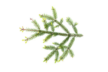 Green fir tree branch isolated on white background.