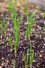 Green shoots of young onion 