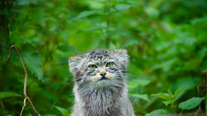 Naklejka na ściany i meble A Pallas's cat (Otocolobus manul), also called manul, hides within a dense undergrowth of nettles and weeds.