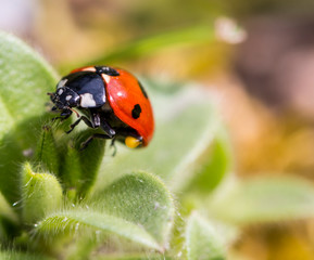 Naklejka premium Coccinelle
