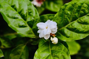 white flower in the garden