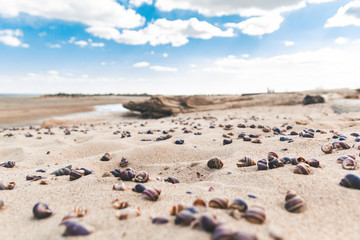 A lot of shells striped snails on the beach