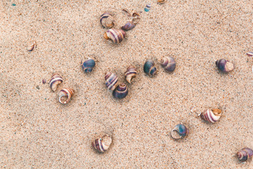 Fototapeta na wymiar A lot of shells striped snails on the beach. Closeup