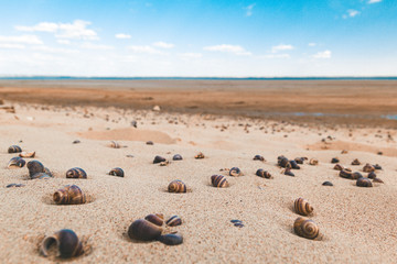 Fototapeta na wymiar A lot of shells striped snails on the beach