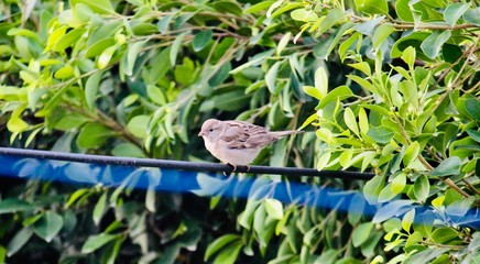 sparrow in green plants