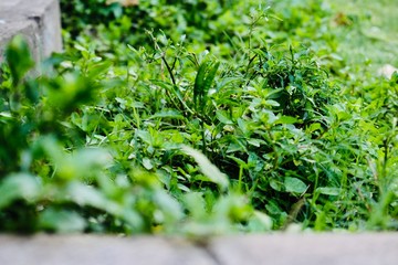 green plants in the garden