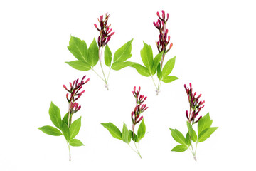 Maple green leaves isolated on white background.