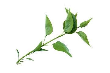Green tree branch with green leaves isolated on white background.