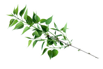 Green tree branch with green leaves isolated on white background.